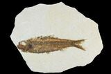 Fossil Fish (Knightia) - Wyoming #108307-1